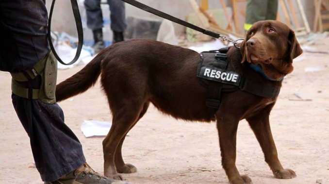 Murió Lola, la perra rescatista que buscó sobrevivientes en Rosario