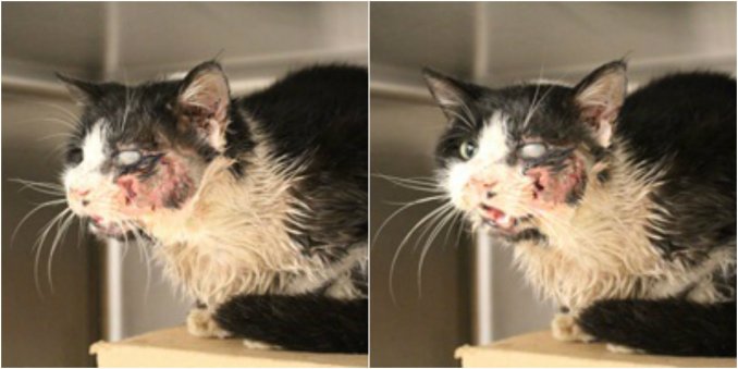Un gato «zombie» sale de su tumba después de cinco días para volver a su casa
