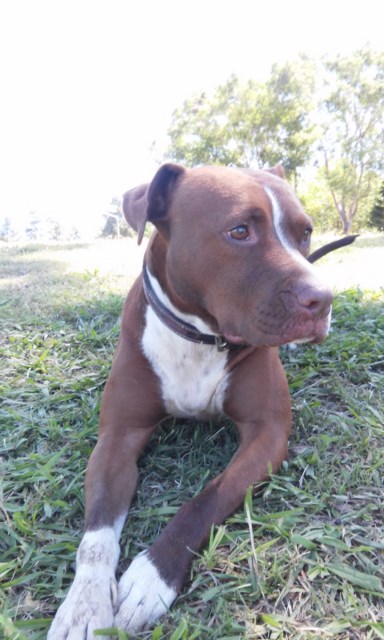 Perra extraviada