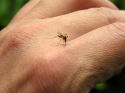Pican, pican los mosquitos