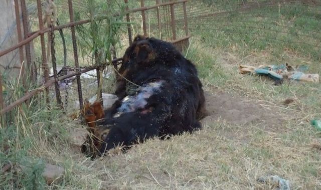Se fue de vacaciones y su perro murió atado y sin comida