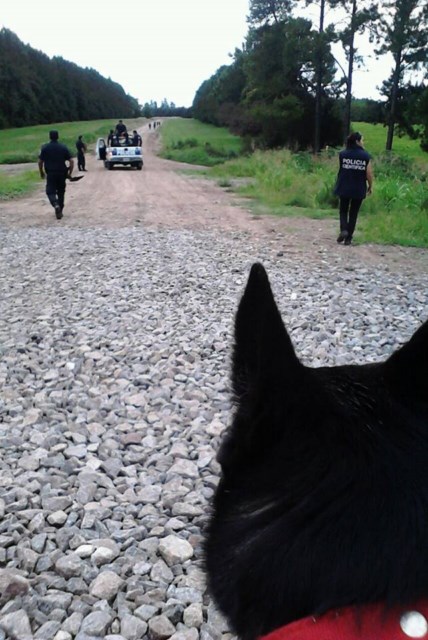 Importante participación de la División Canina de Bomberos en la búsqueda de Nicolás Castillo