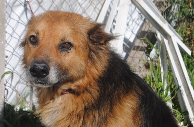 Perritos en adopción