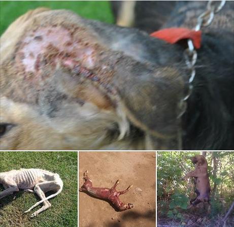 Preocupación por varios casos de maltrato animal