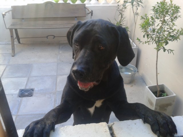 Perra encontrada