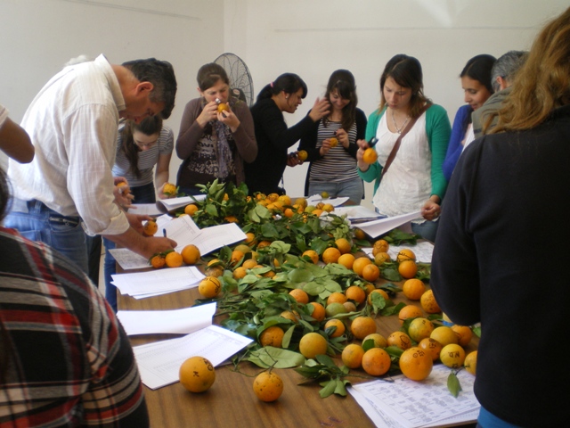 SENASA. Certificación de fruta fresca cítrica para exportación