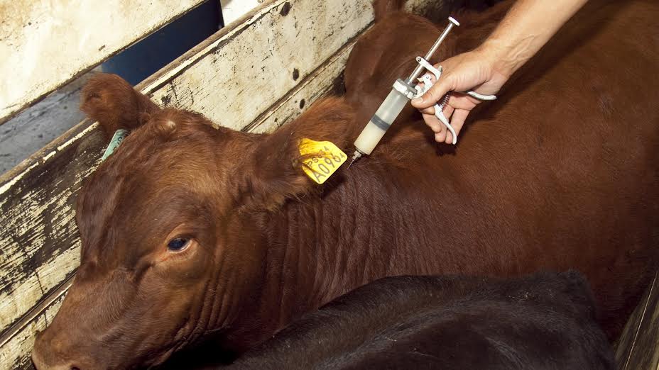 SENASA. Campaña de vacunación contra aftosa y brucelosis