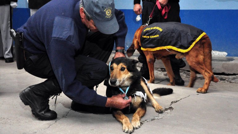Retiraron con todos los honores a «Corbata», el perro que ayudó a resolver más de 200 crímenes