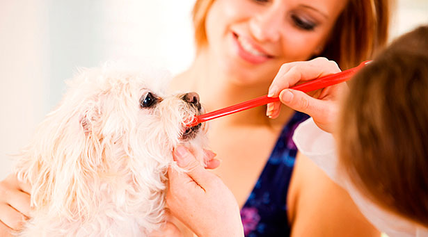 El mal aliento y el sarro dental en perros y gatos