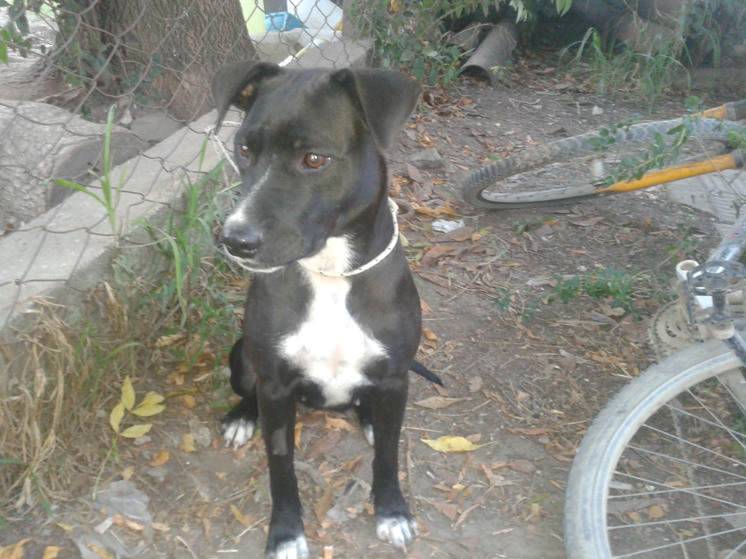 Necesita un hogar