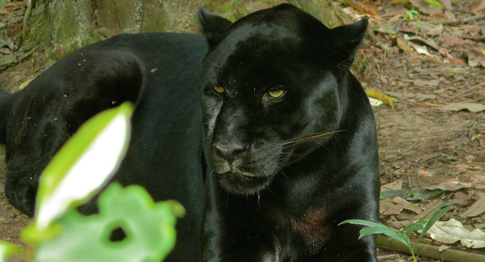 Indignación en Brasil. Vídeo de una pantera negra muerta a golpes