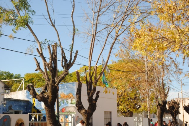 Ya comenzó con la poda formativa en la vía pública