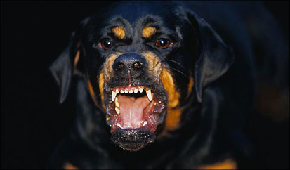 El perro atacó a los ladrones que les querían robar mientras dormían