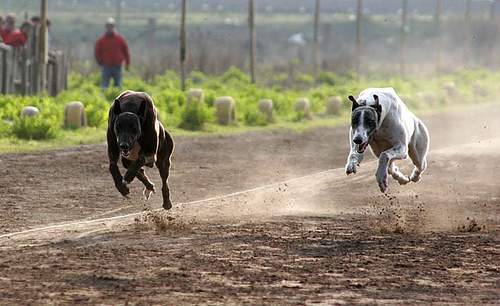 Lacabanne: «La Ordenanza sobre carreras de Galgos, contradice la Ley»