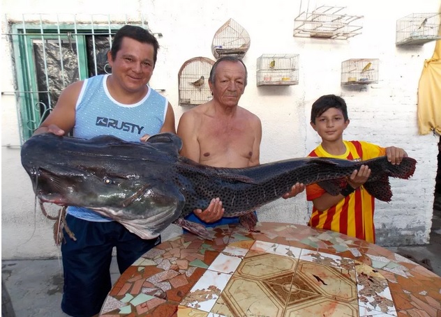 En Vta. de Obligado pescaron un Surubí de 40 kilos