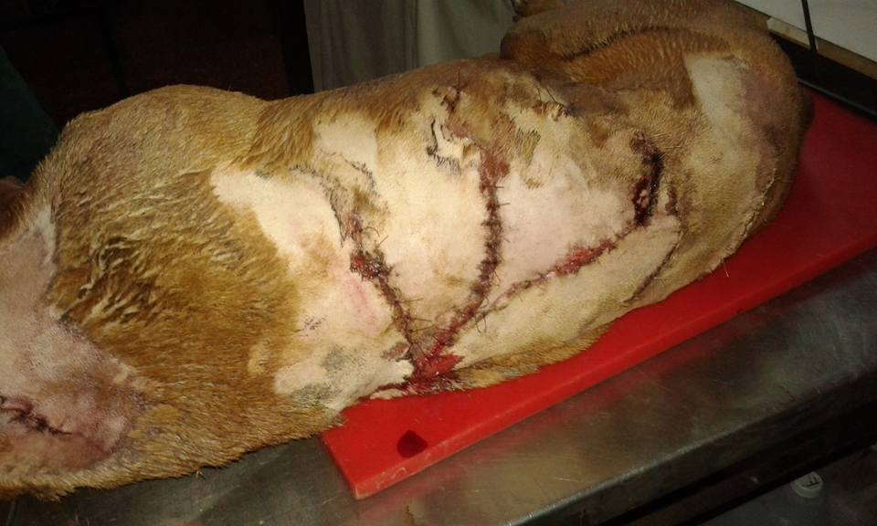 Murió el Pitbull que recibió más de 15 machetazos