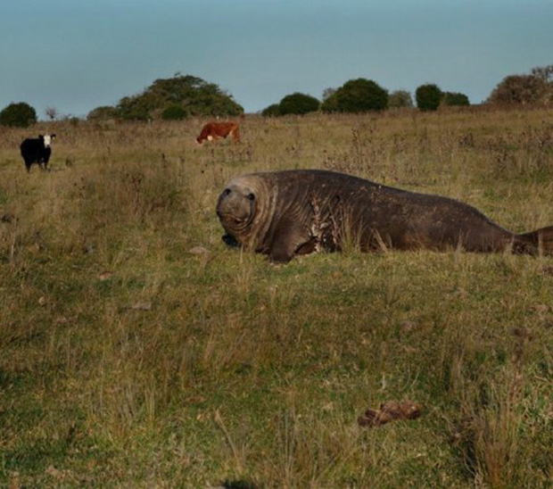 Apareció un elefante marino entre las vacas en Punta Indio