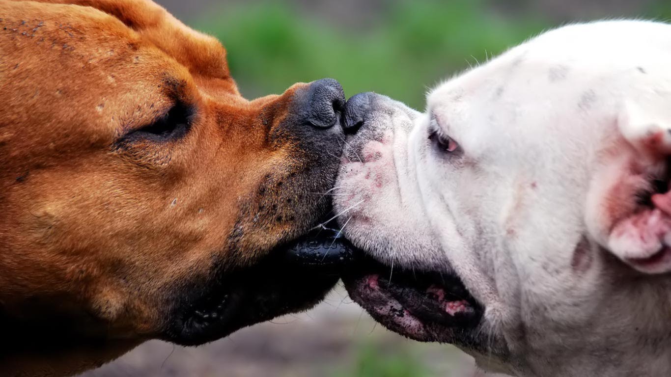 Un hombre agarró a machetazos a varios perros