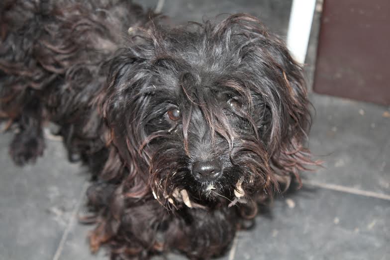 Perrita encontrada