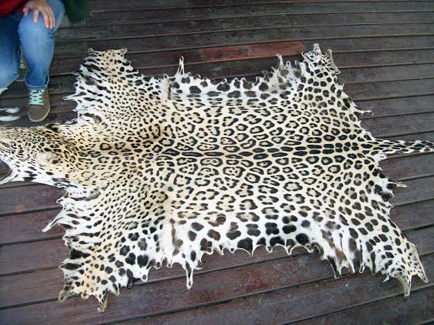 Decomisan piel de Yaguareté en Coto de caza puntano