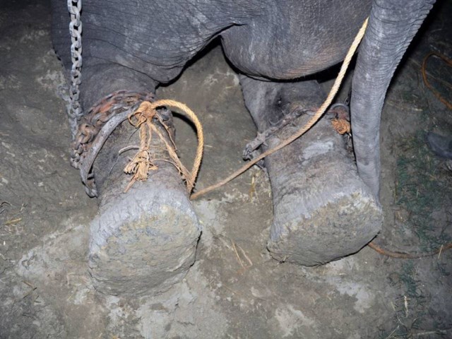 La historia del elefante Raju