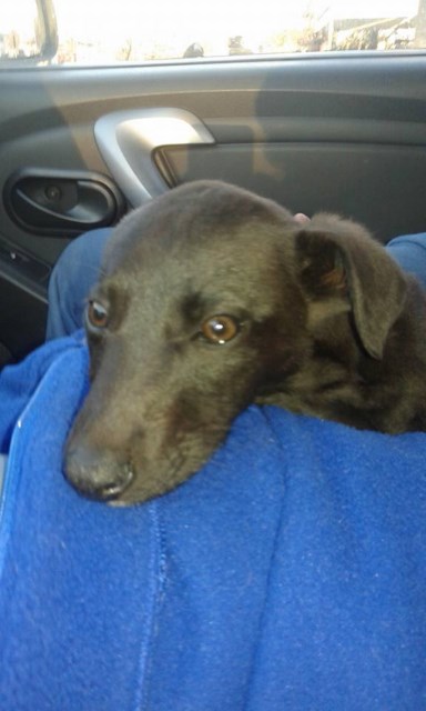 Cachorrita en adopción