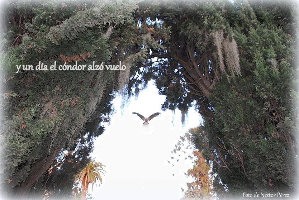 Y un día el cóndor alzó vuelo…