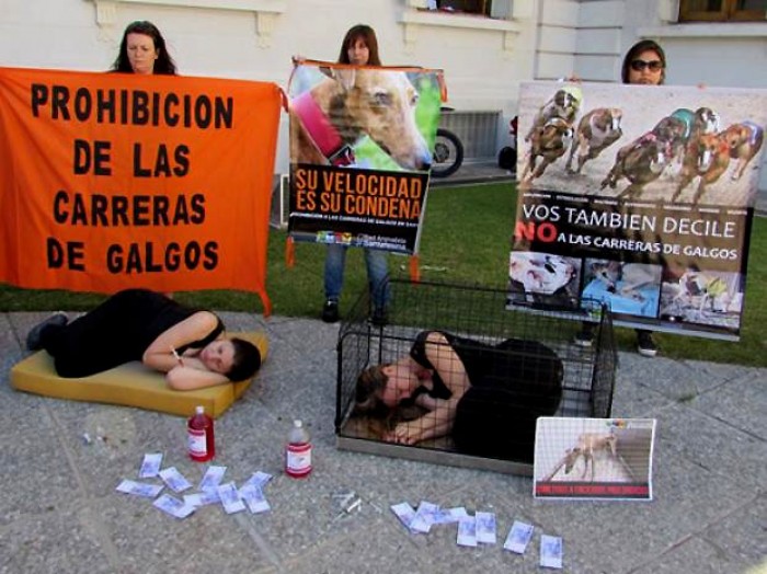 La prohibición de las carreras de galgos, a un paso de ser ley nacional