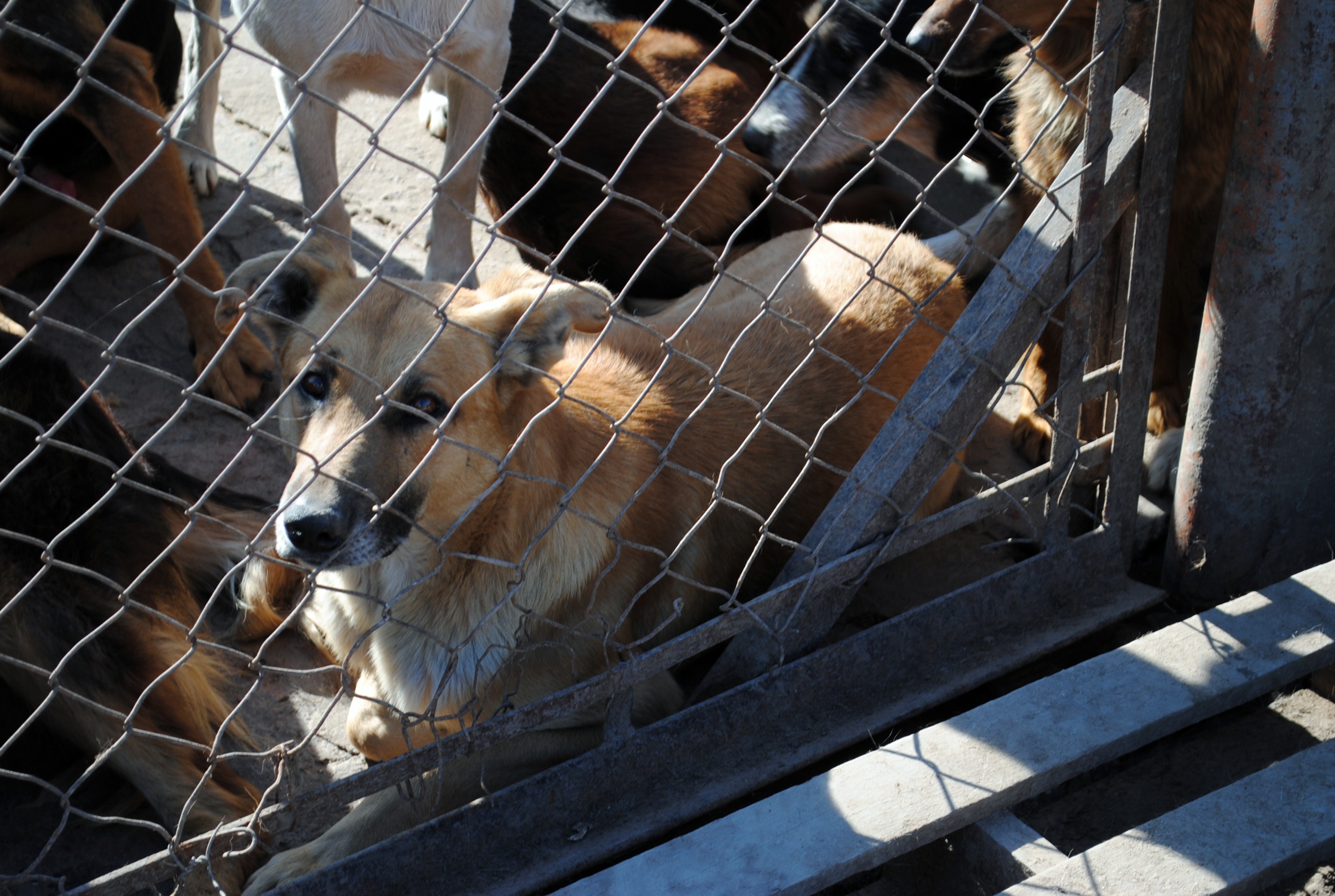 «Los refugios de perros son la representatividad de fracaso de las políticas de estado»
