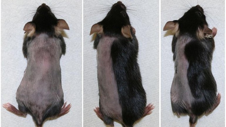 La ciencia promete curar la calvicie en diez días 