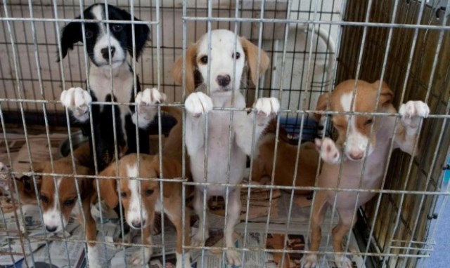 Mar del Plata: proponen la creación del área municipal de Defensoría Animal