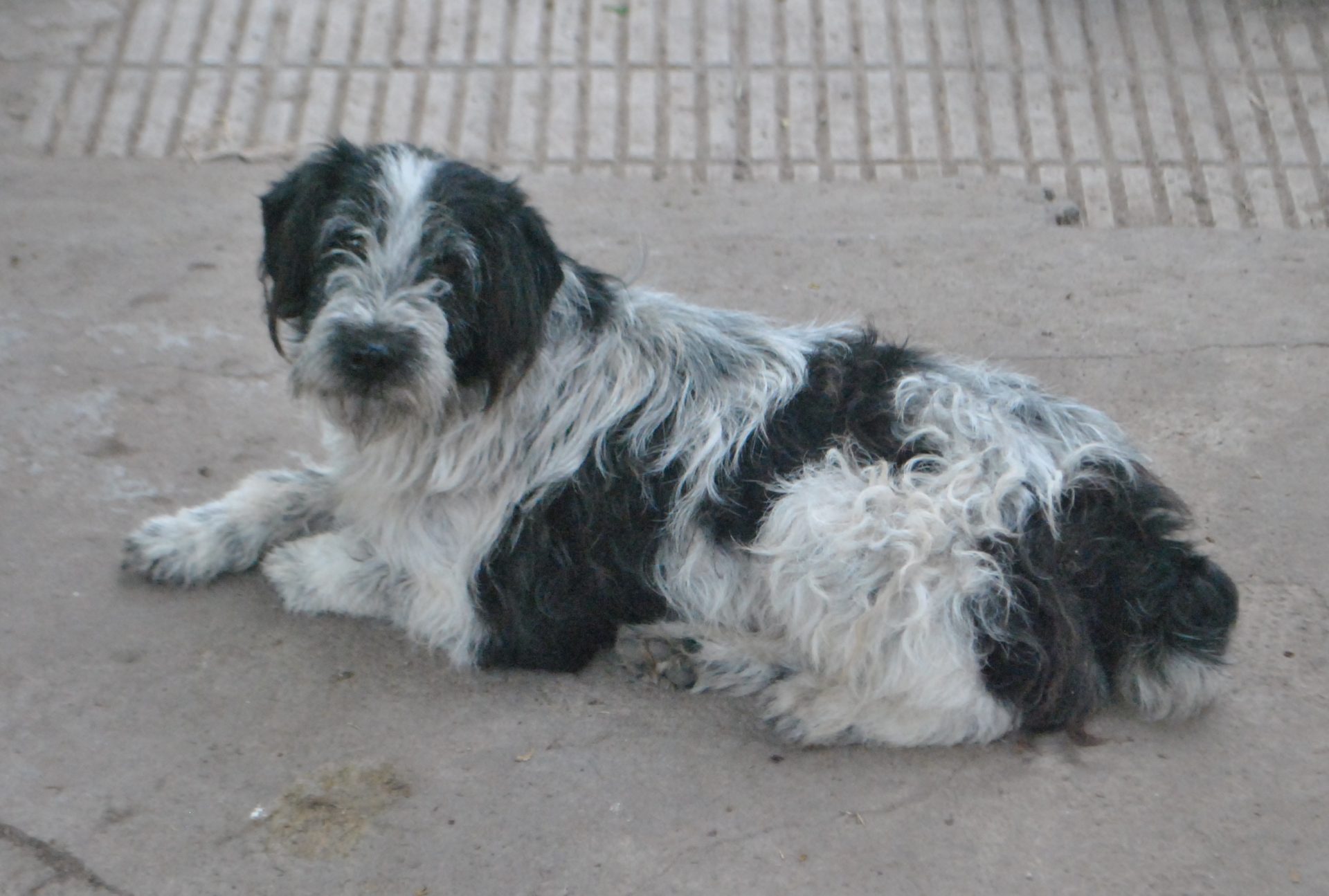 Perro encontrado