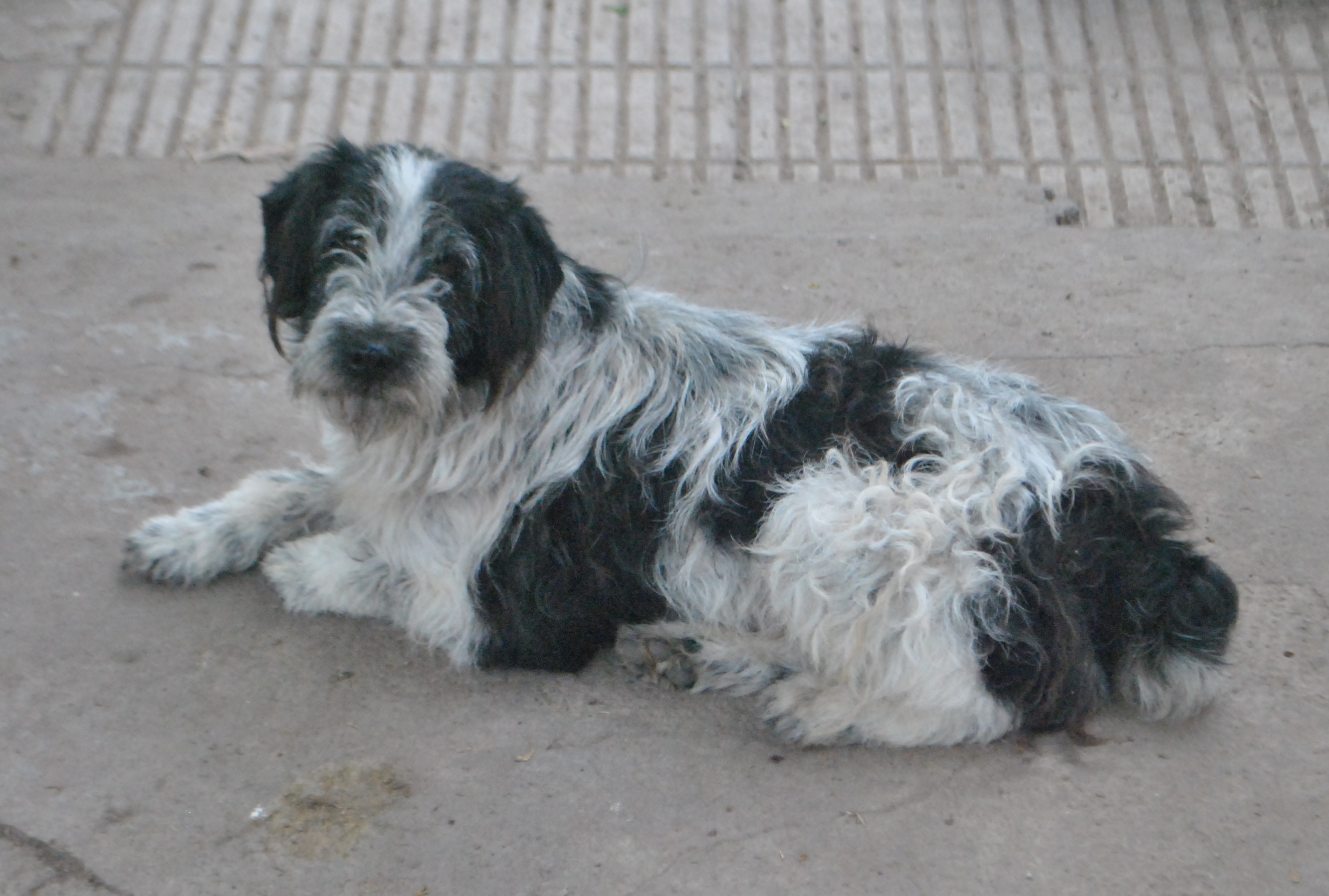 Perro encontrado