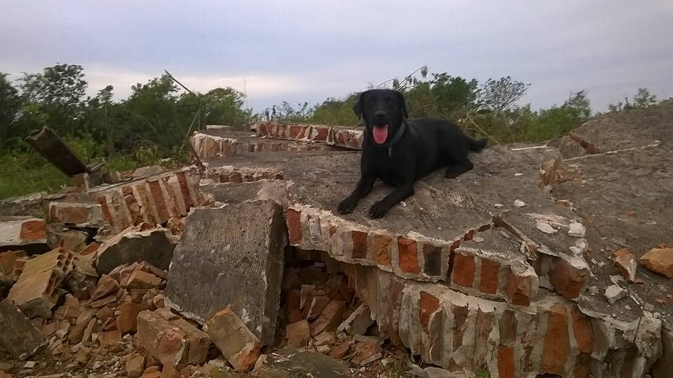 La perra Jana colabora en la búsqueda de un hombre desaparecido en Zarate