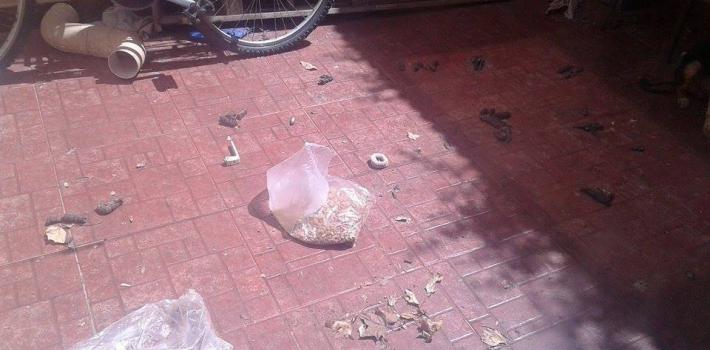 San Pedro: Rescataron mascotas de la vivienda de los imputados de abuso sexual