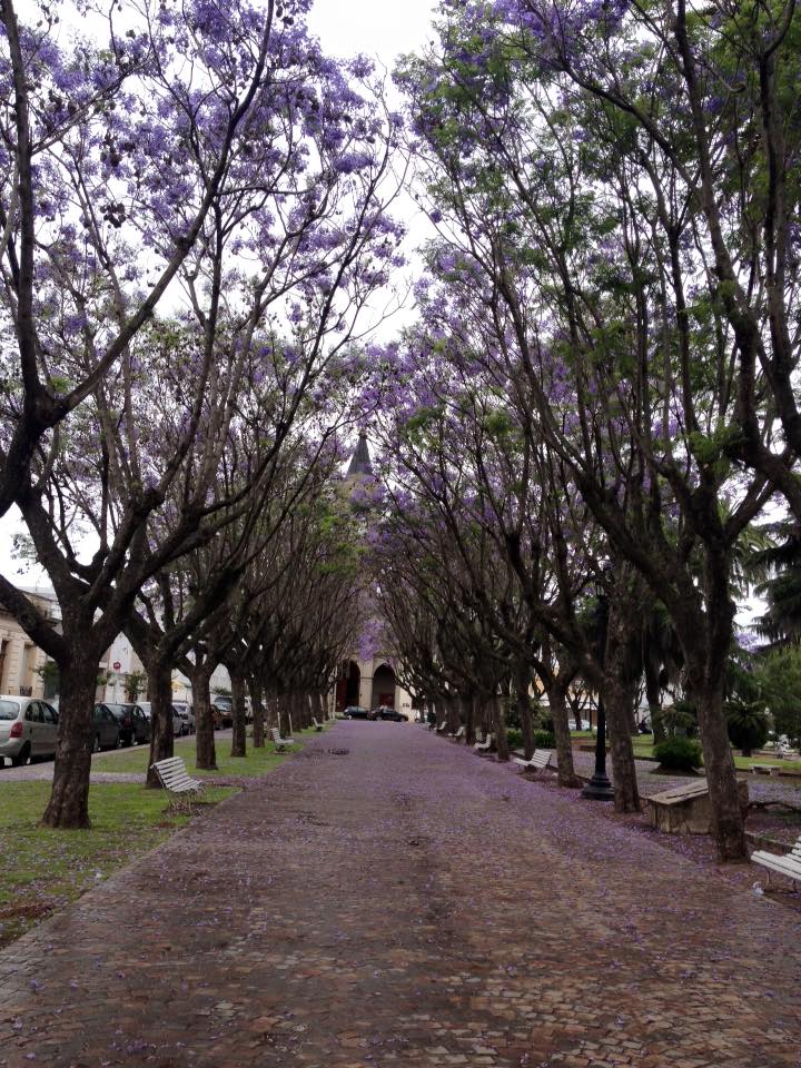 Foto del día