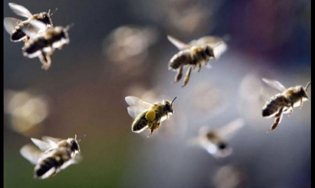 Un inédito ataque de abejas afectó a vecinos de Chilecito