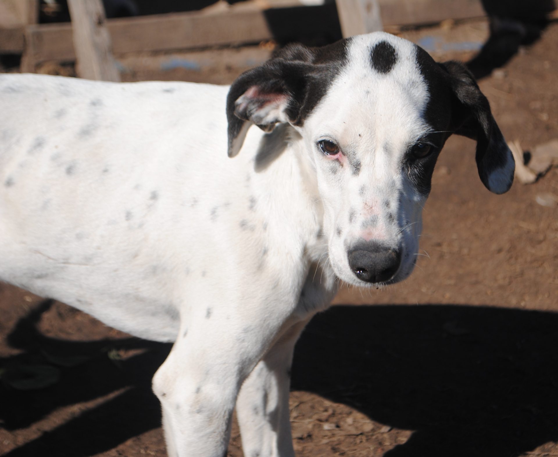 En adopción