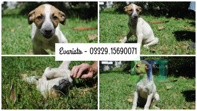 Cachorros en adopción
