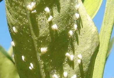 Atención: es tiempo de controlar mosca blanca