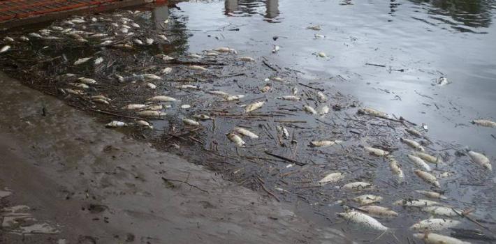 Masiva muerte de peces en río Arrecifes: Gobierno apunta a los herbicidas