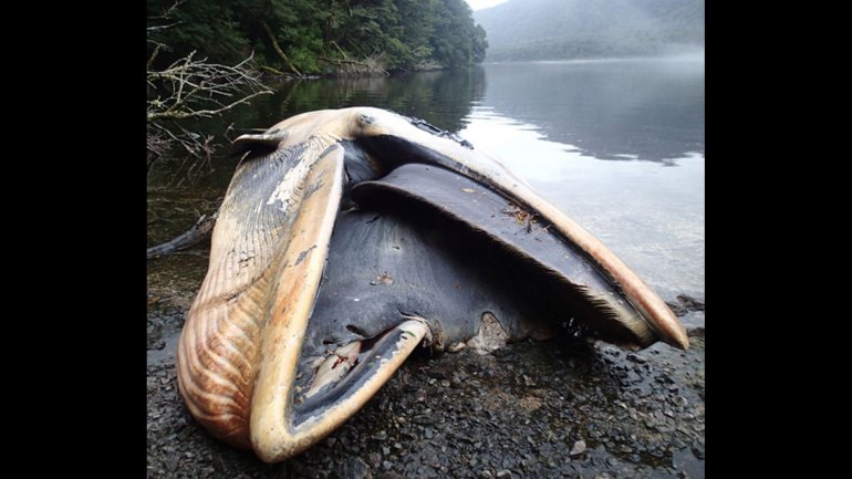 Las costas del sur de Chile se convirtieron en la tumba de 337 ballenas