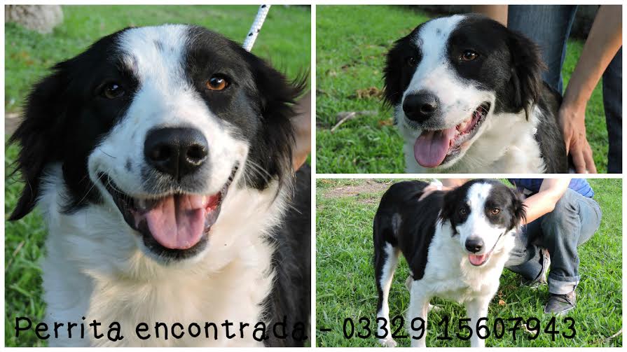 Perrita encontrada
