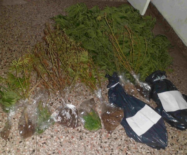 Secuestran plantas de marihuana
