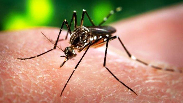 Confirman 20 casos de dengue en la provincia de Buenos Aires