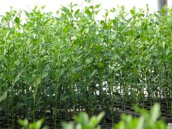 Yemas y nuevos cultivares disponibles para viveristas