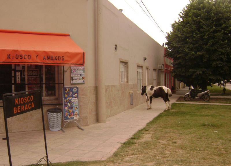 ¿Qué tendrá el petiso?. Caballito en busca de atención