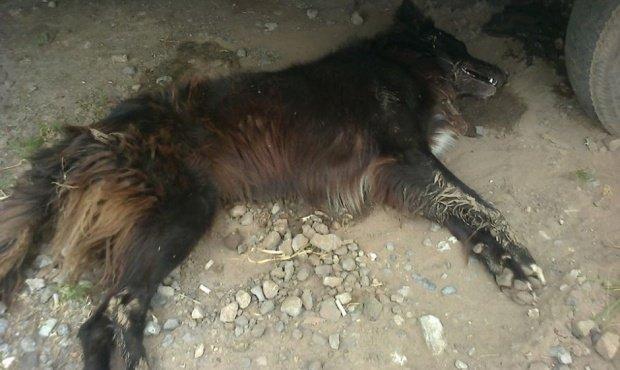 Preocupación por matanza de perros en Santa Lucia