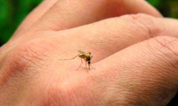 Confirman seis casos autóctonos de dengue en la provincia de Buenos Aires
