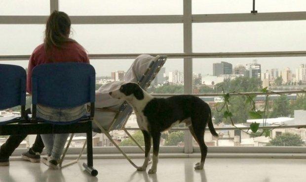 Río Cuarto: un perro conmueve a todos en el hospital de donde falleció su dueño